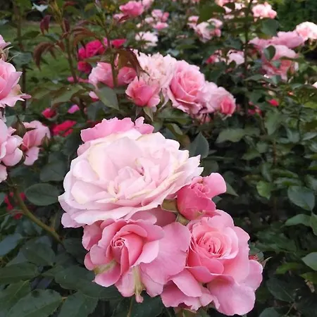 Bed & Breakfast Fioreconero Montacuto