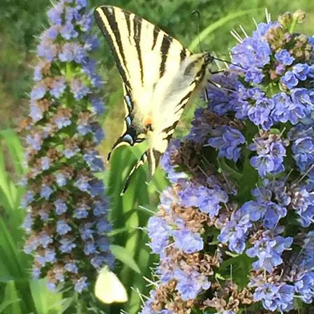 Bed & Breakfast Fioreconero Montacuto