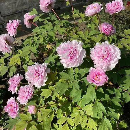 Fioreconero Bed & Breakfast