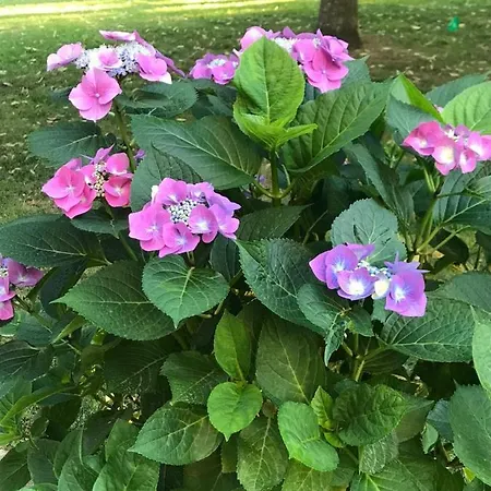 Bed & Breakfast Fioreconero Montacuto