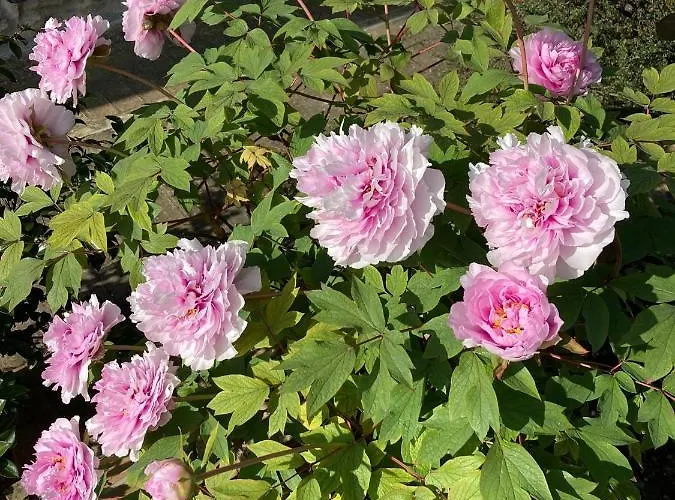 Fioreconero Bed & Breakfast